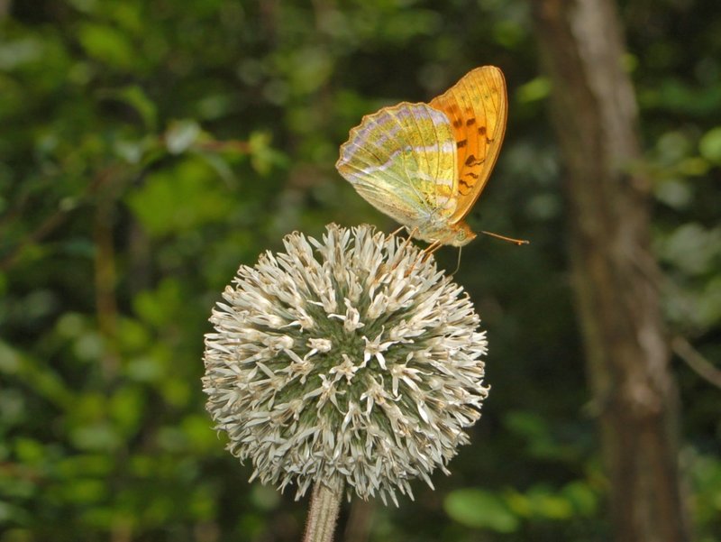 Great Globethistle photo 5