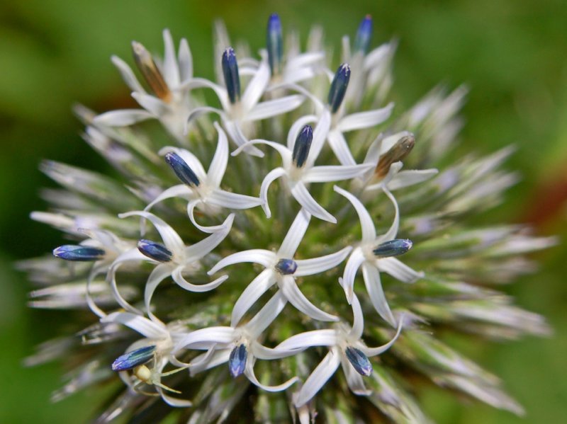 Great Globethistle photo 6