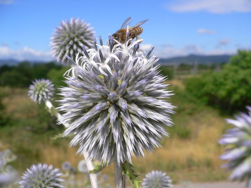Great Globethistle photo 7