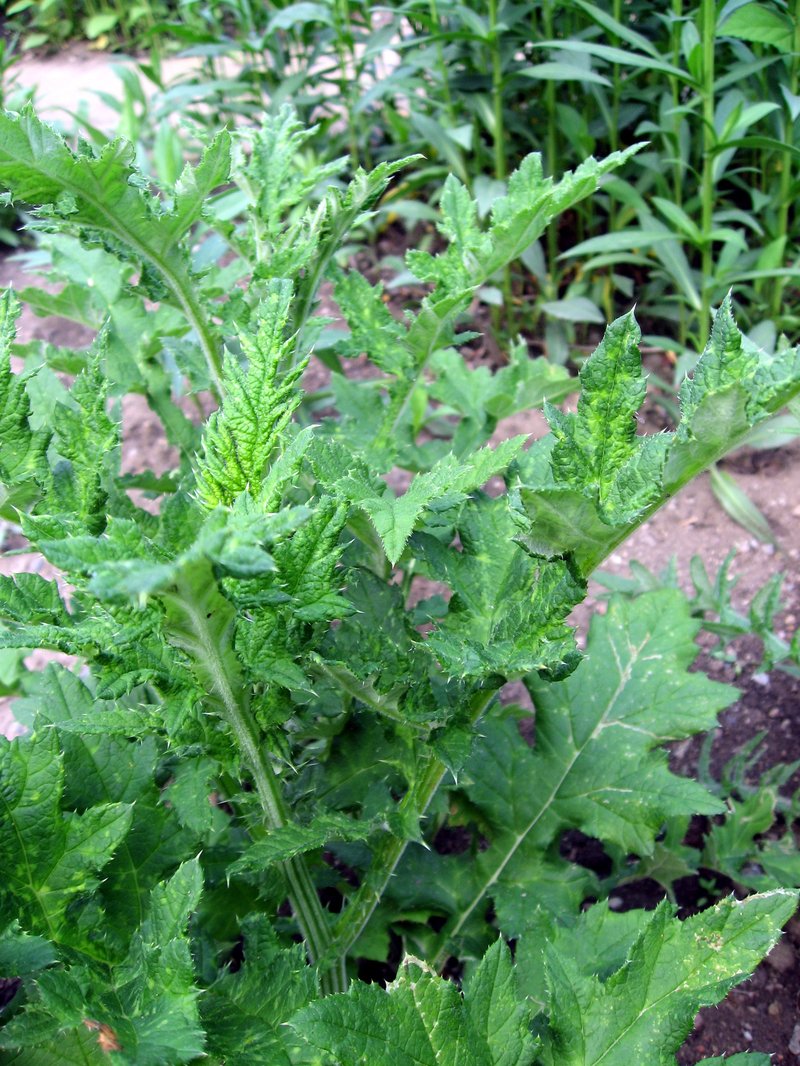 Great Globethistle photo 8