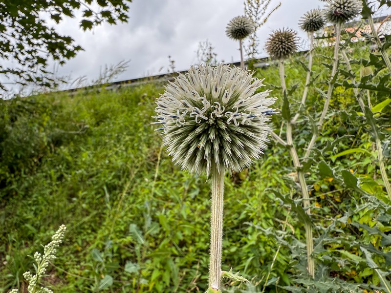 Echinops sphaerocephalus subsp. sphaerocephalus