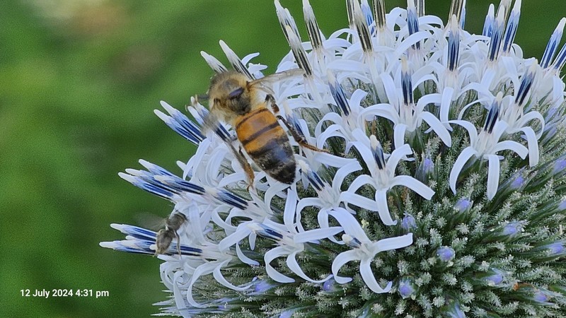 Echinops sphaerocephalus subsp. sphaerocephalus photo 2