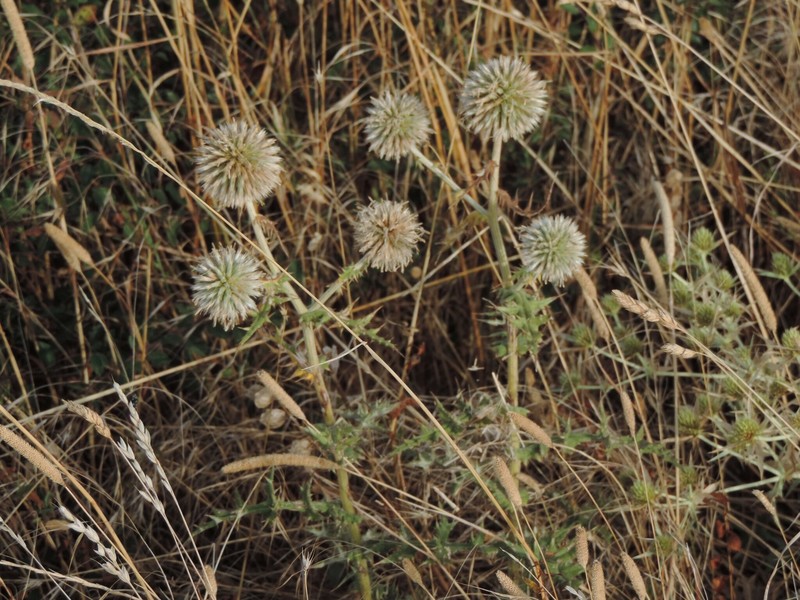 Echinops sphaerocephalus subsp. sphaerocephalus photo 3