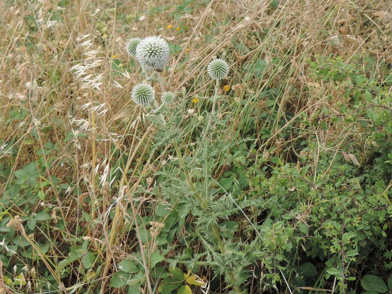 Echinops sphaerocephalus subsp. sphaerocephalus photo 4