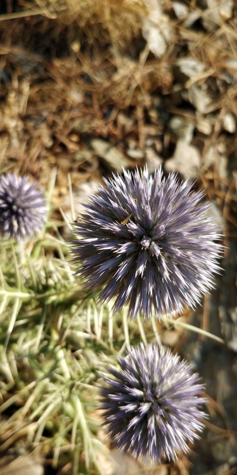 Echinops sphaerocephalus subsp. taygeteus