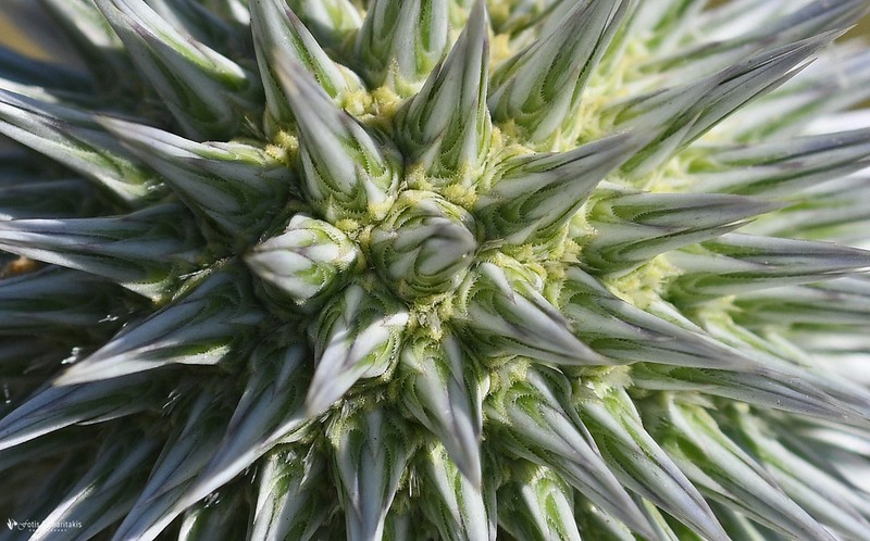 Echinops spinosissimus photo 2