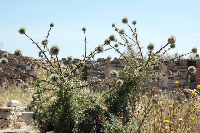 Echinops spinosissimus photo 3