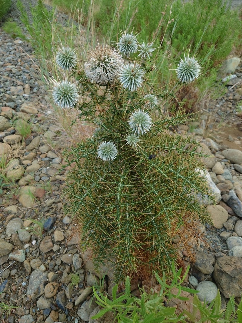Echinops spinosissimus photo 4