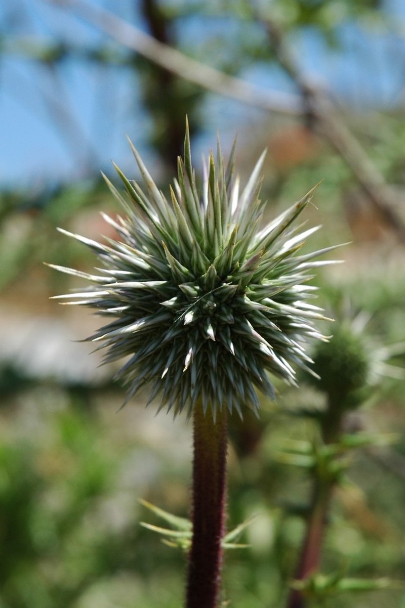 Echinops spinosissimus photo 5