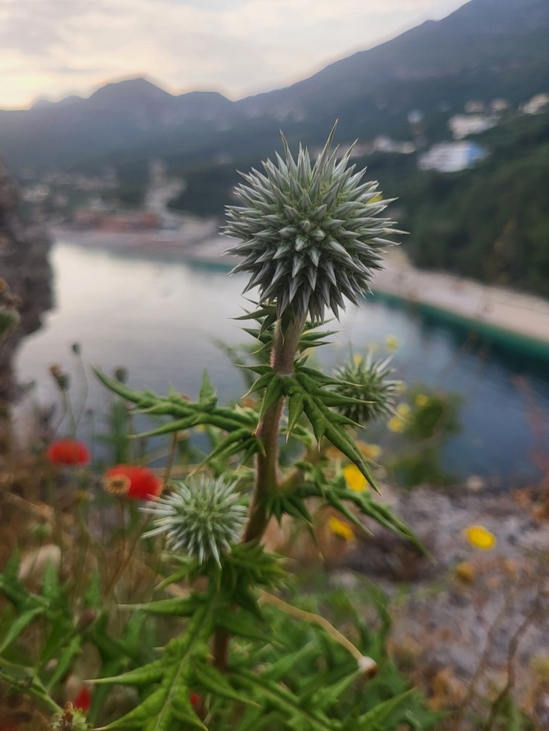 Echinops spinosissimus photo 6