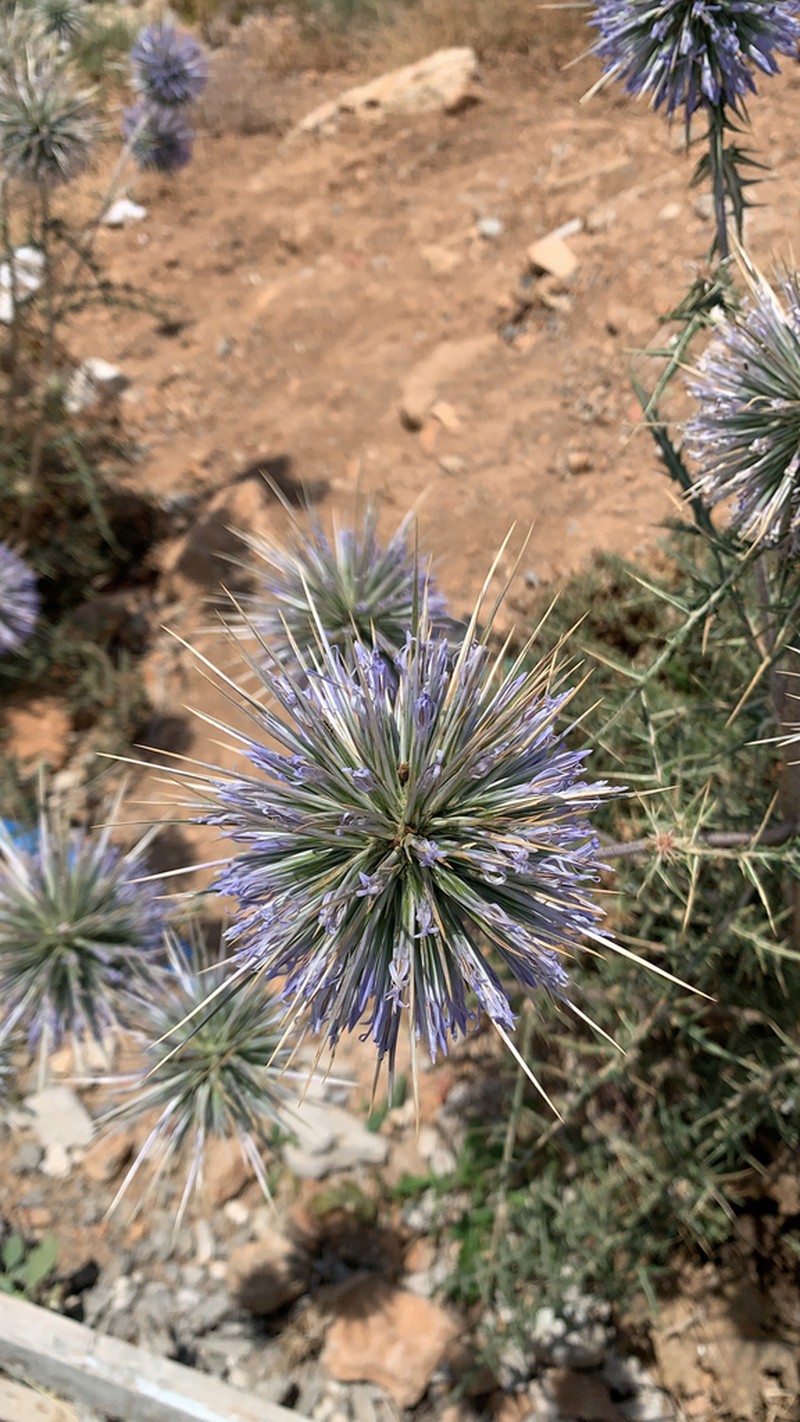 Echinops spinosissimus photo 7