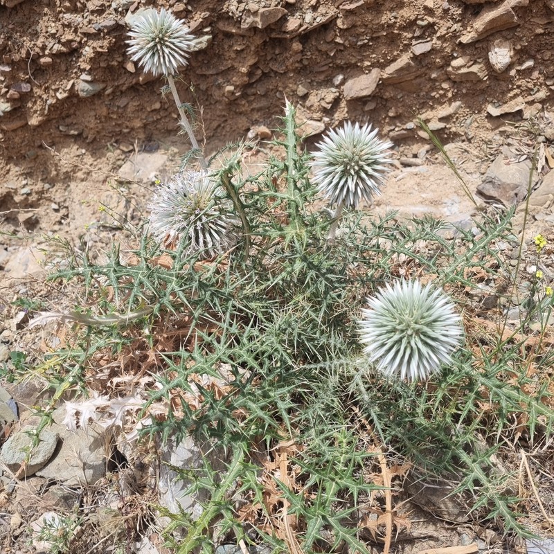 Echinops spinosissimus subsp. bithynicus photo 2