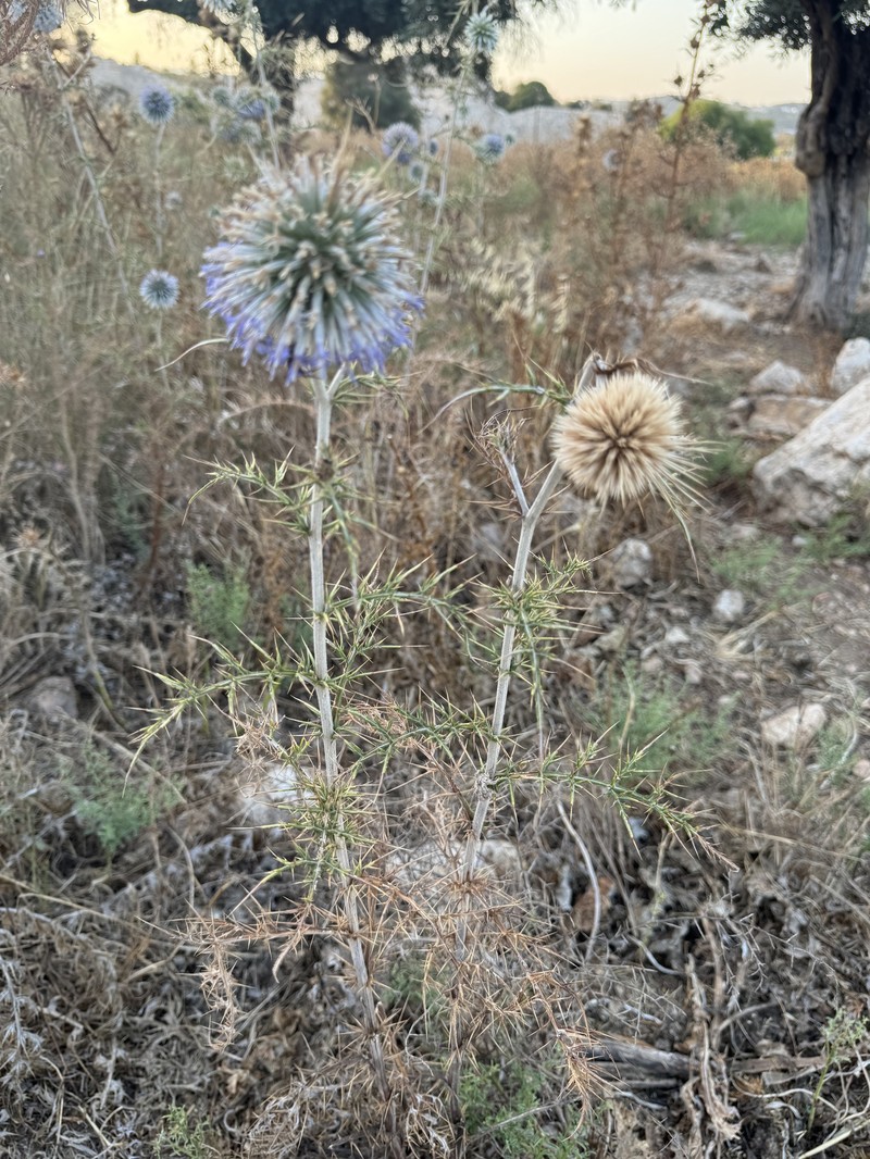 Echinops spinosissimus subsp. bithynicus photo 3