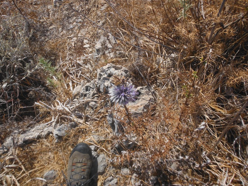 Echinops spinosissimus subsp. bithynicus photo 4