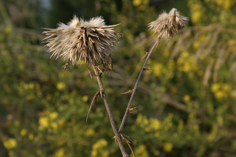 Echinops spinosissimus subsp. macrolepis