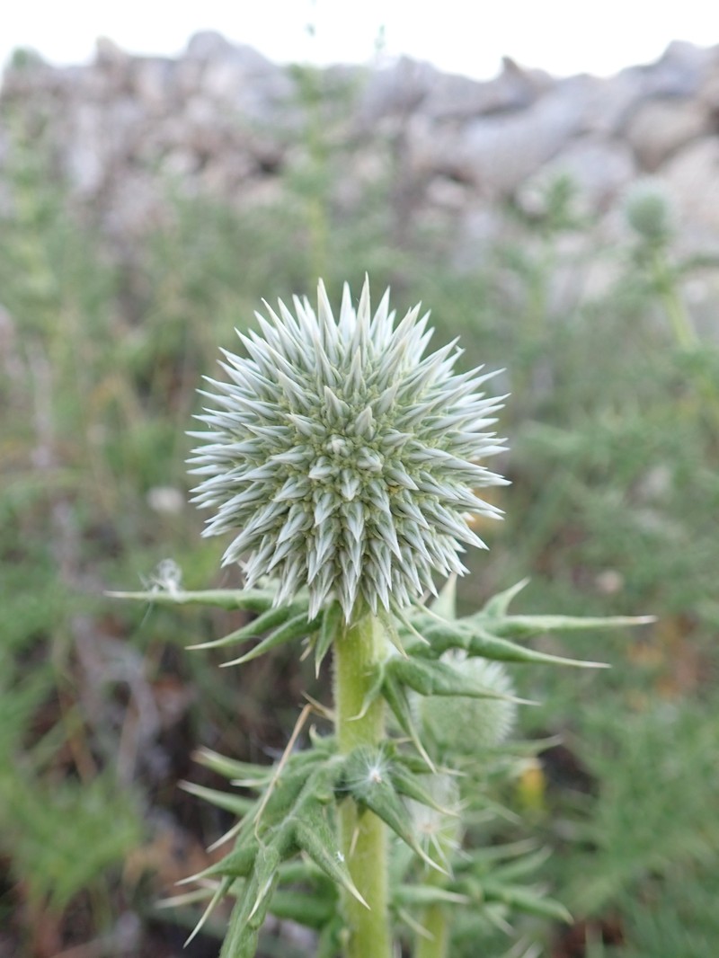Echinops spinosissimus subsp. neumayeri