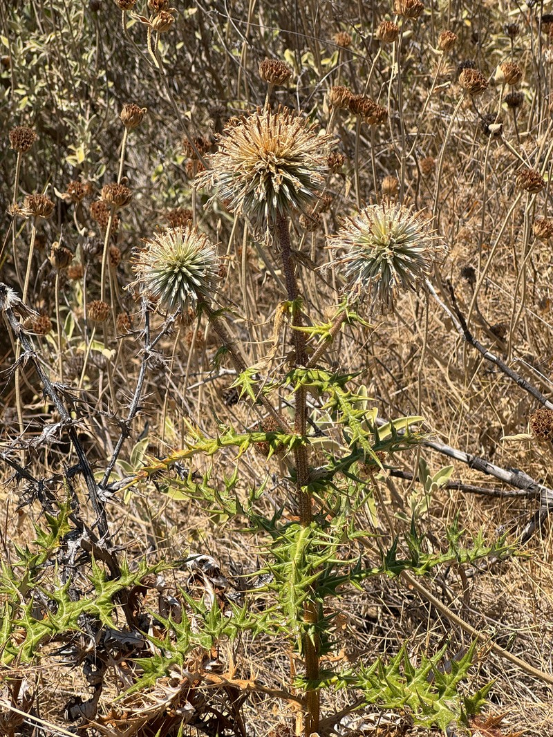 Echinops spinosissimus subsp. neumayeri photo 2