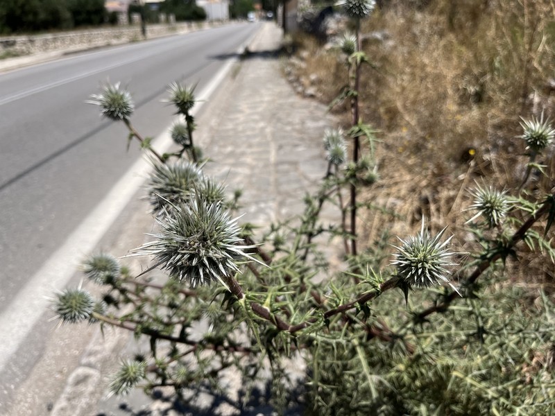Echinops spinosissimus subsp. neumayeri photo 3