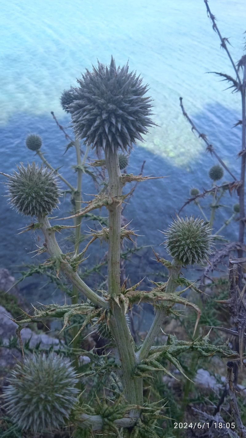 Echinops spinosissimus subsp. neumayeri photo 4