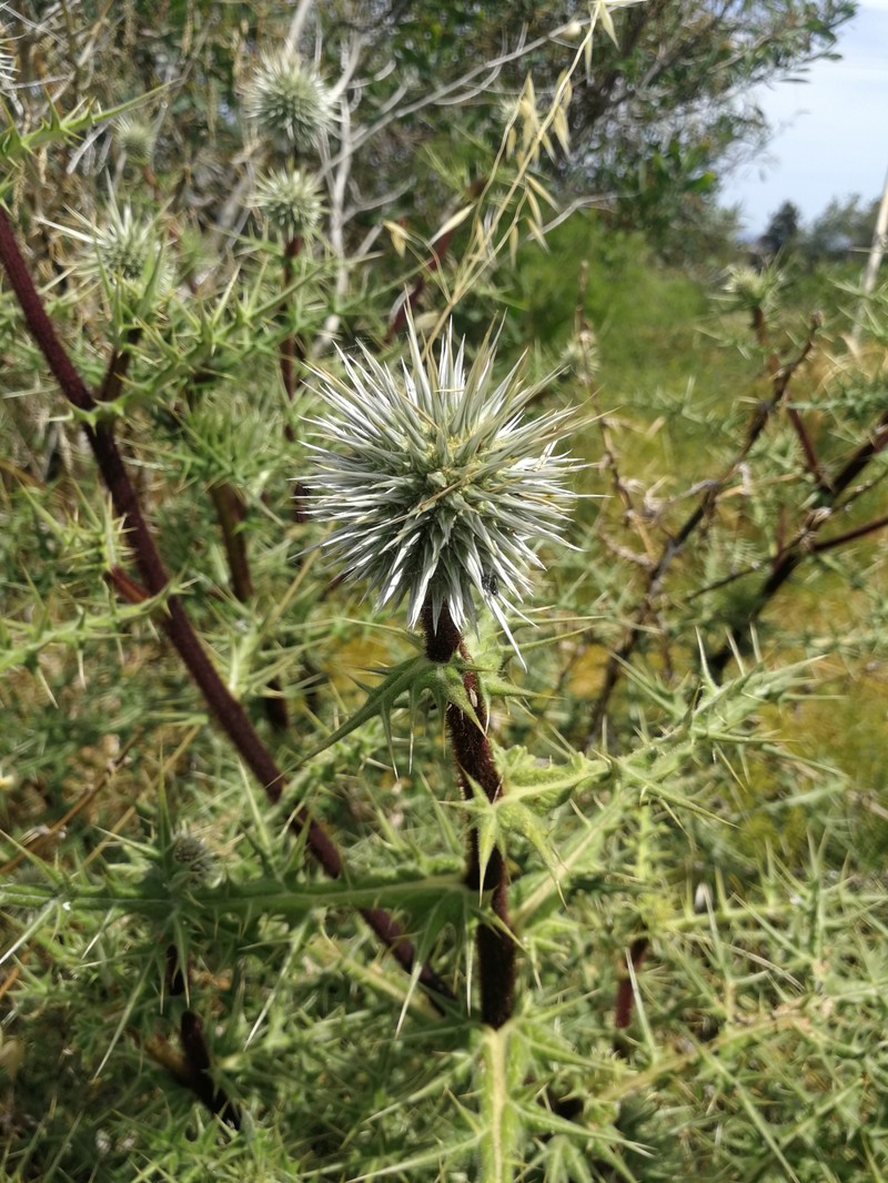 Echinops spinosissimus subsp. spinosissimus