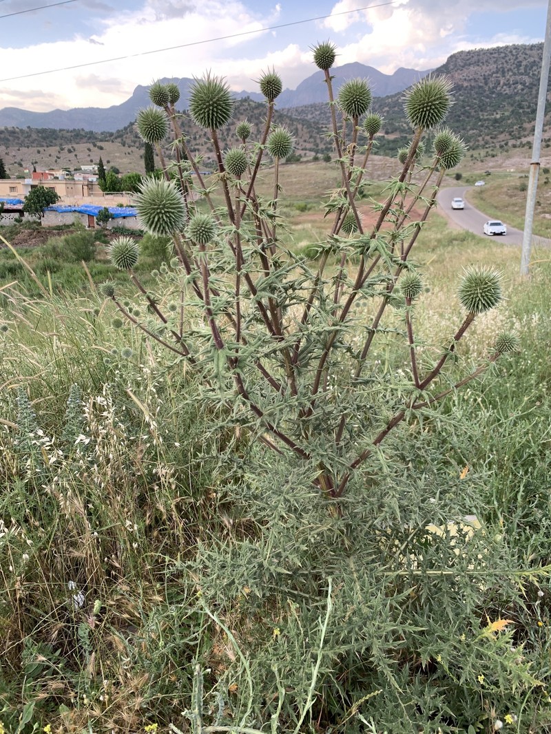 Echinops spinosissimus subsp. spinosissimus photo 2
