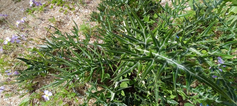 Echinops spinosissimus subsp. spinosus