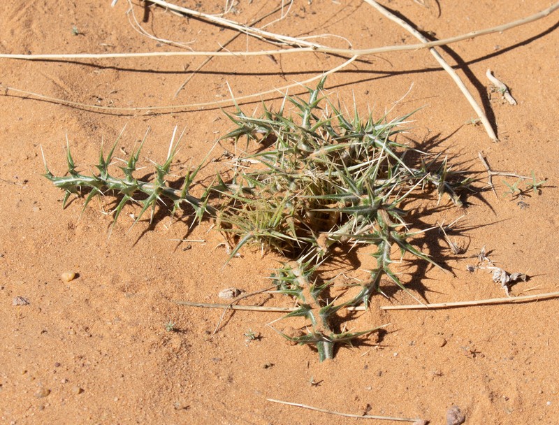 Echinops spinosissimus subsp. spinosus photo 2