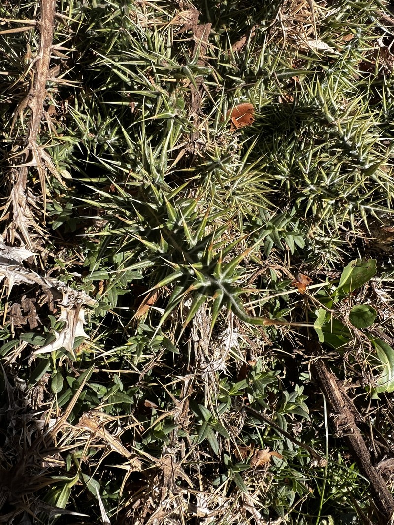 Echinops spinosissimus subsp. spinosus photo 3