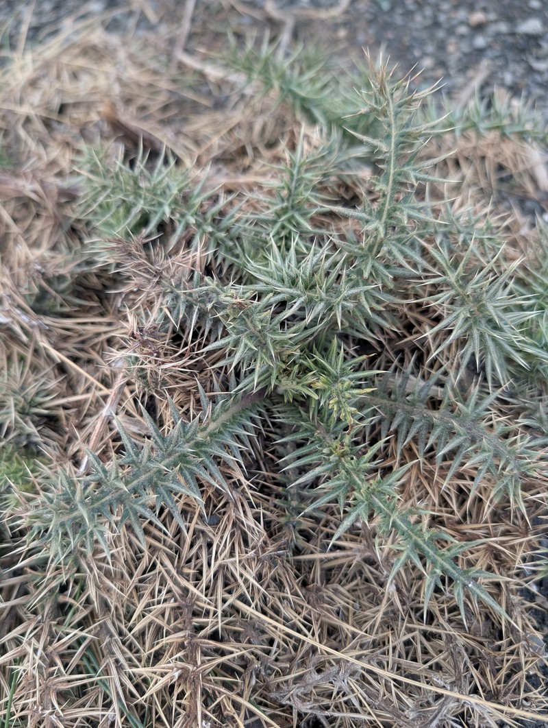 Echinops spinosissimus subsp. spinosus photo 4