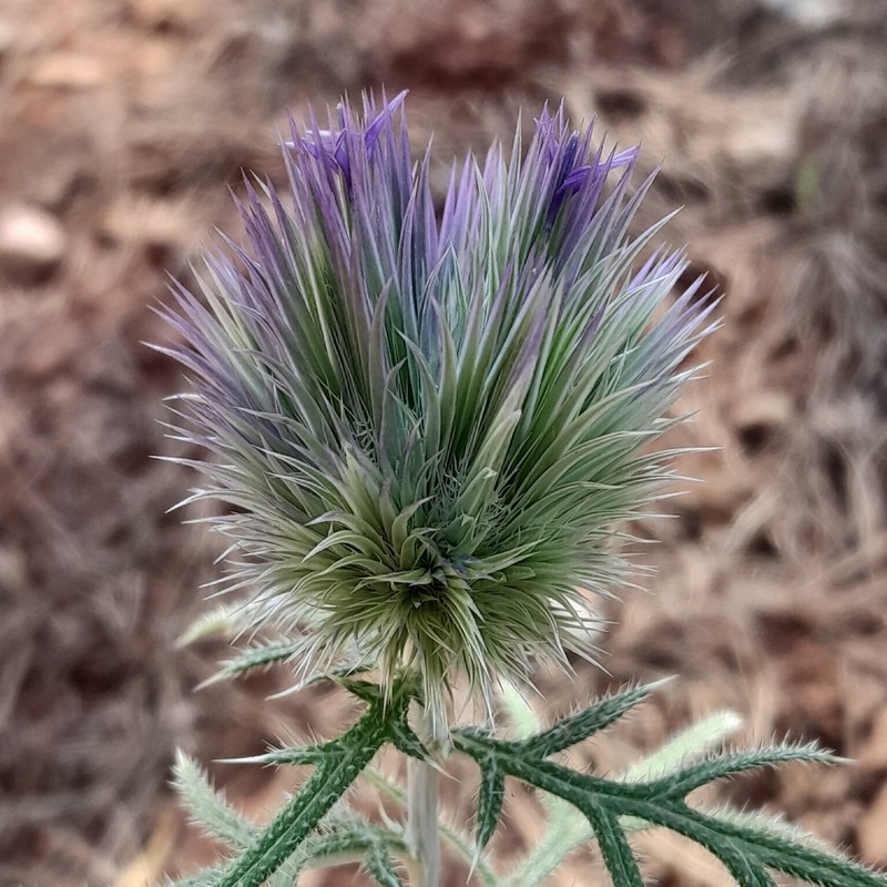 Echinops strigosus