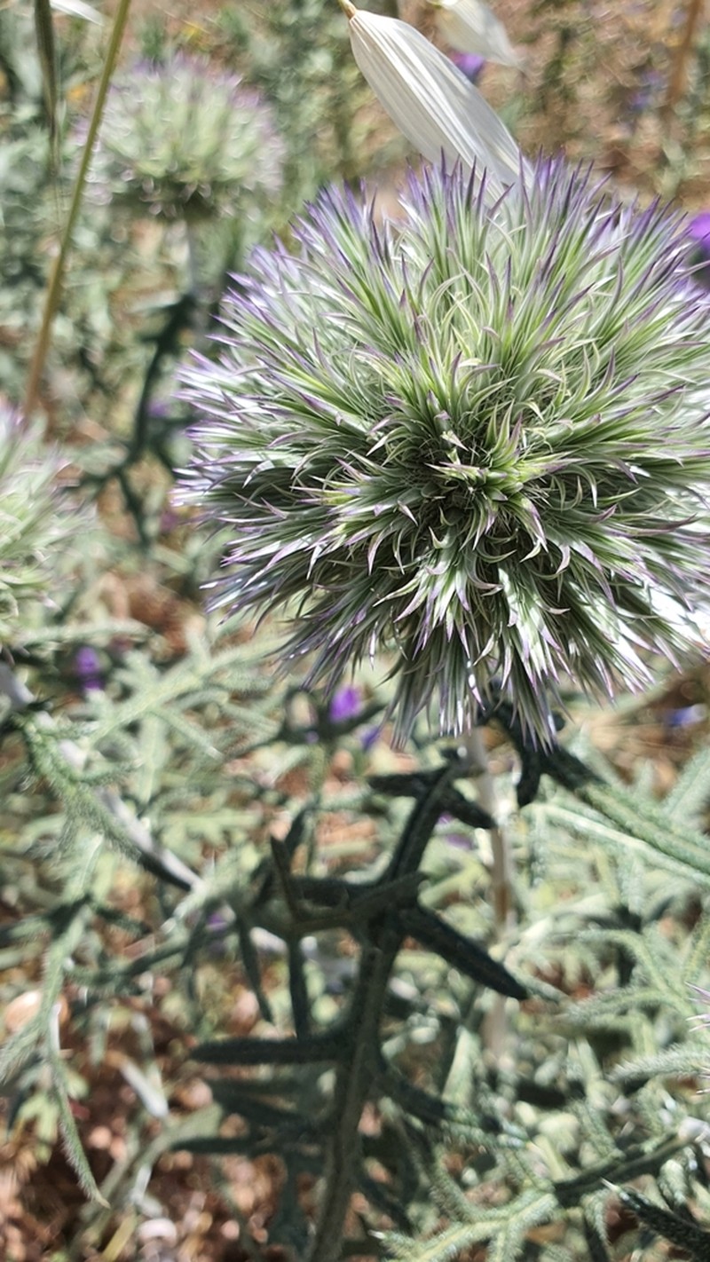 Echinops strigosus photo 2