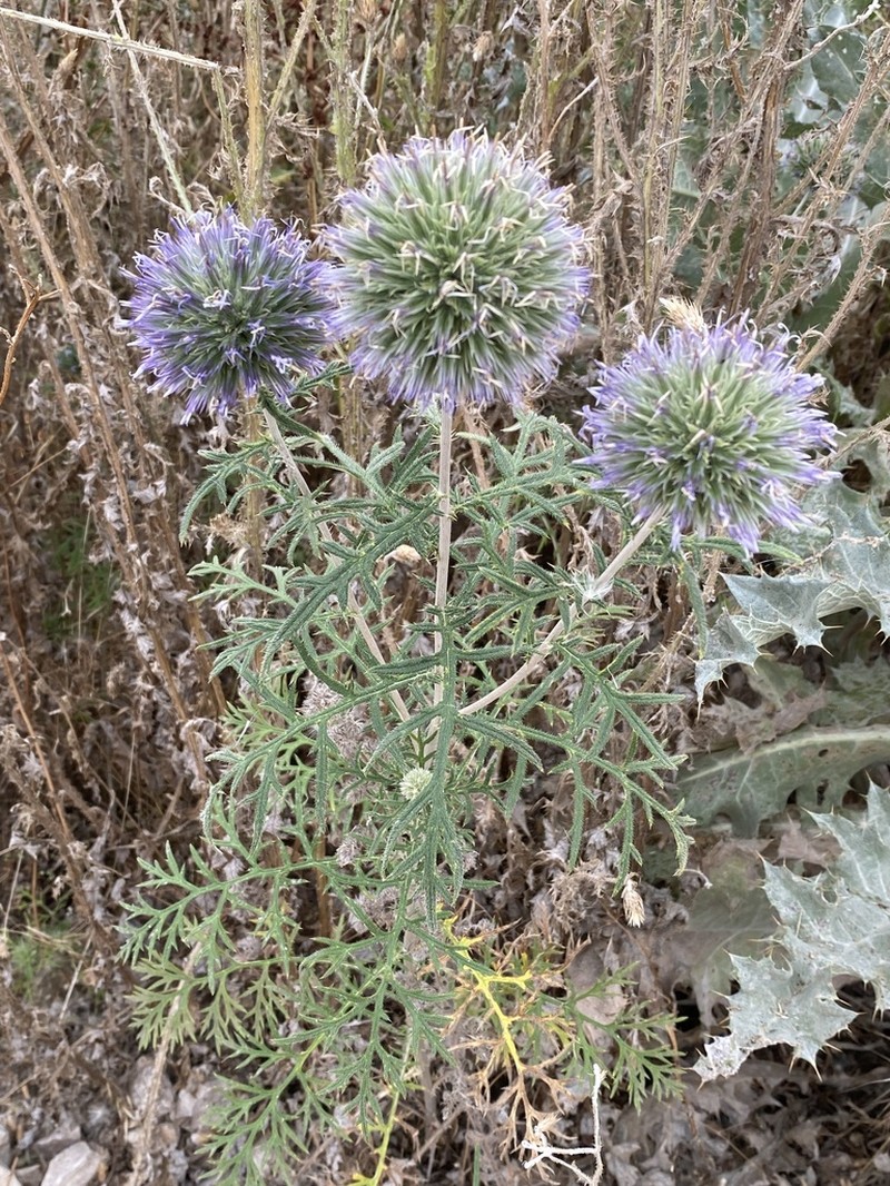 Echinops strigosus photo 3