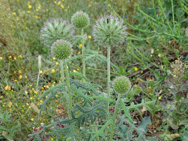 Echinops strigosus photo 4