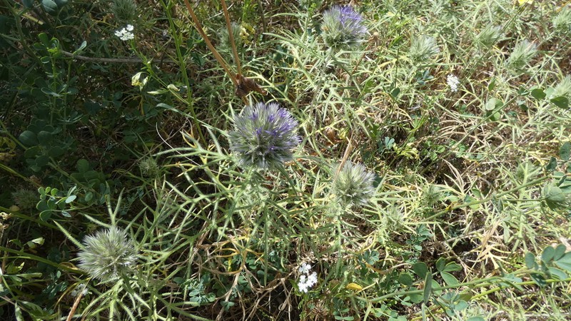 Echinops strigosus photo 5