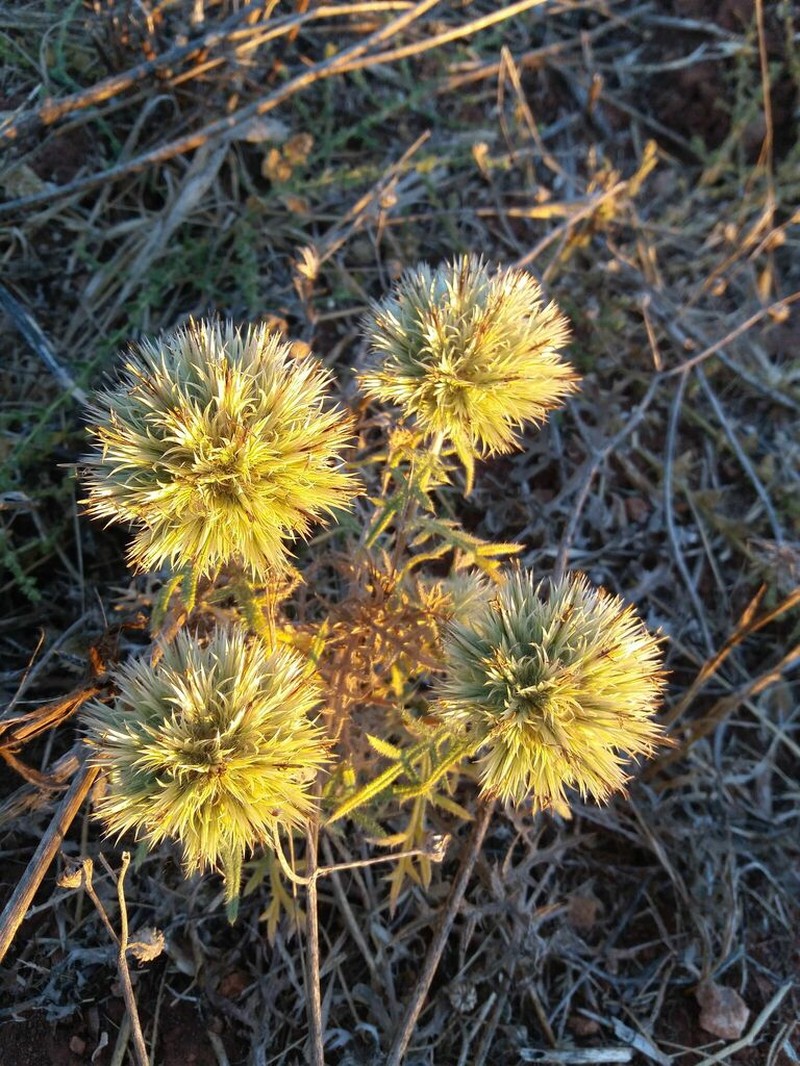 Echinops strigosus photo 6
