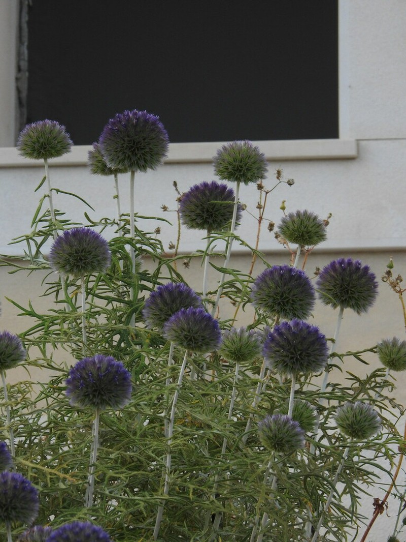 Echinops strigosus photo 7