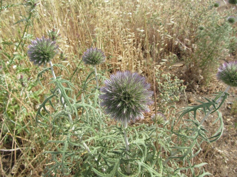 Echinops strigosus photo 8