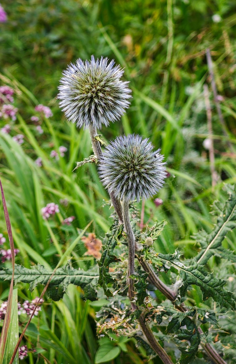 Echinops sylvicola