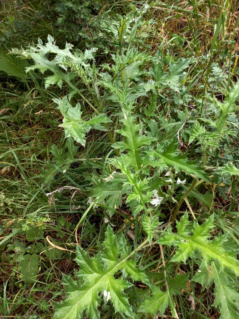 Echinops talassicus