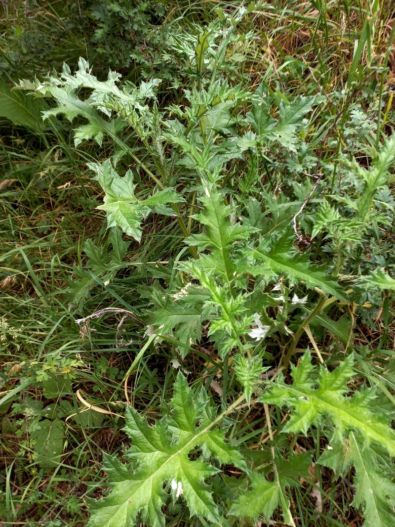 Echinops talassicus photo 3