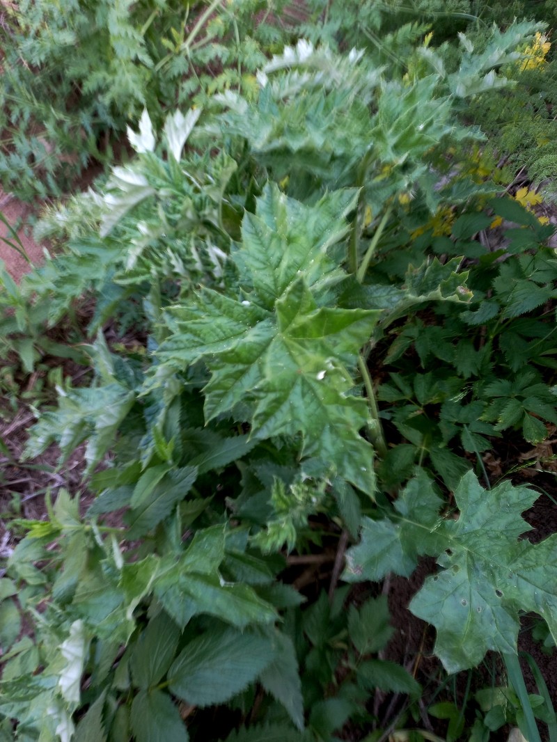 Echinops talassicus photo 4