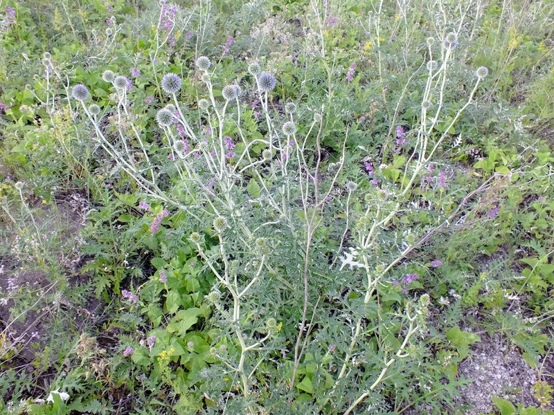 Echinops tataricus