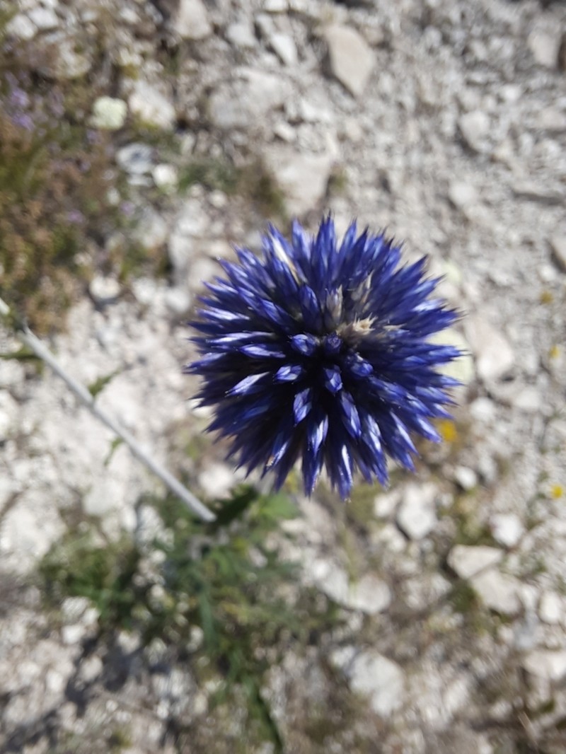 Echinops tataricus photo 2