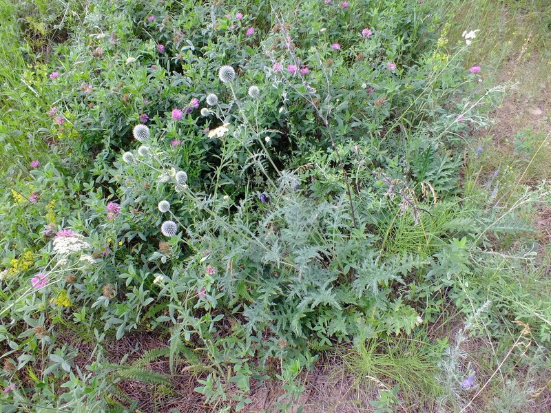 Echinops tataricus photo 3