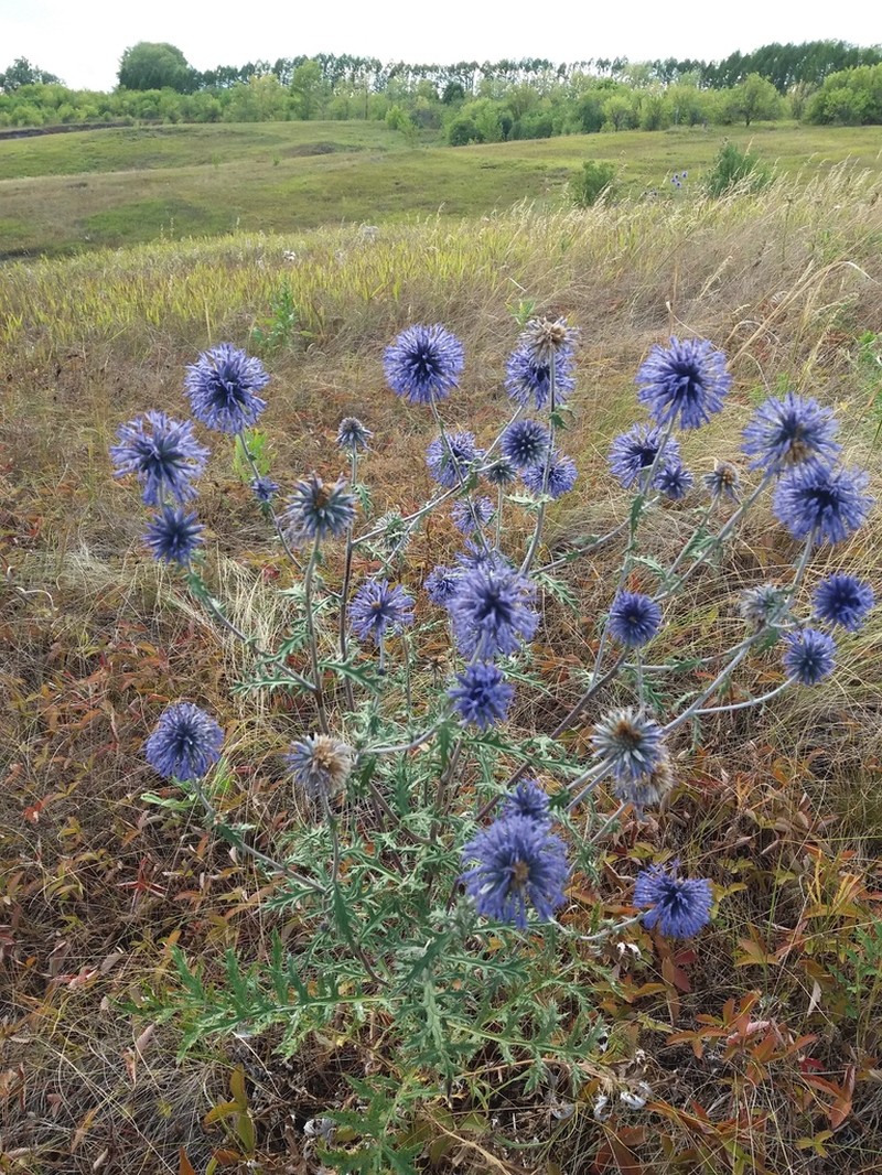 Echinops tataricus photo 4