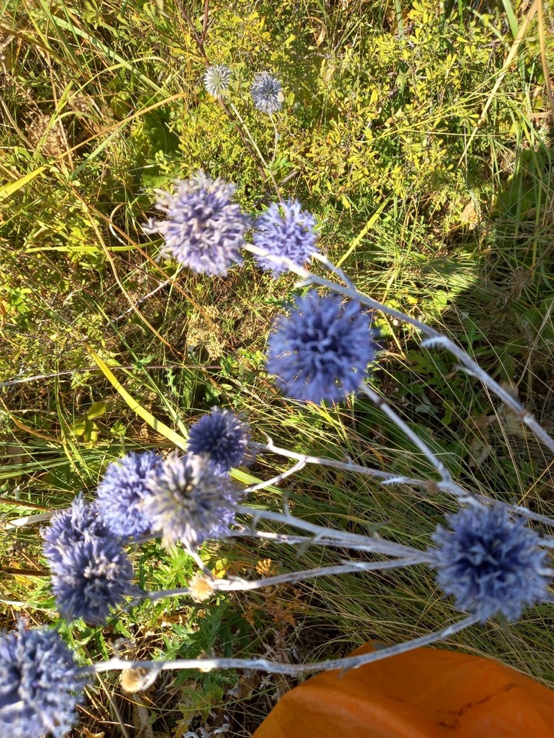 Echinops tataricus photo 6