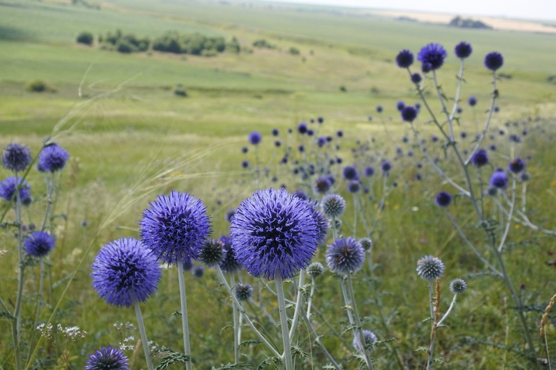 Echinops tataricus photo 7