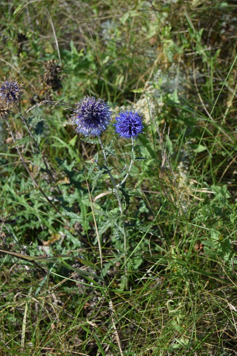 Echinops tataricus photo 8