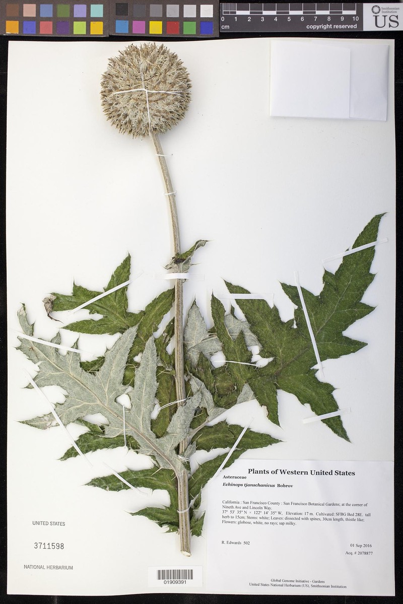Echinops tjanschanicus