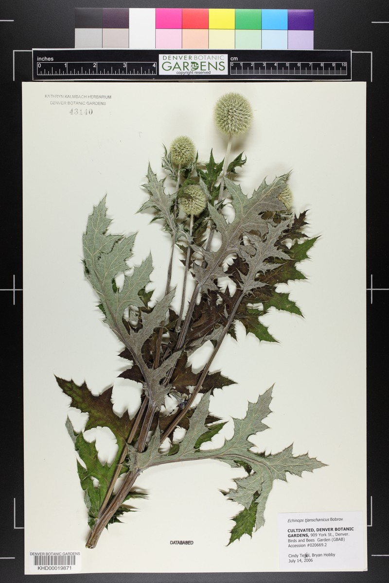 Echinops tjanschanicus photo 2